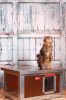 [IF-W-HC1-W] Cușcă cu încălzire infraroșu pentru pisici Thermo WOODY CAT cu geam panoramic (54x38x28cm)