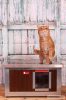 [IF-W-HC1] Cușcă cu încălzire infraroșu pentru pisici Thermo WOODY CAT (54x38x28cm)
