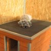 [M-H2XL-LT] Cușcă izolată pentru câini Thermo Madera cu acoperiș plat mărimea 2XL (120x80x65cm)