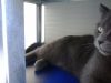 [RH_C1-W] Cușcă pentru pisici Thermo WOODY CAT cu geam panoramic (54x38x28cm)